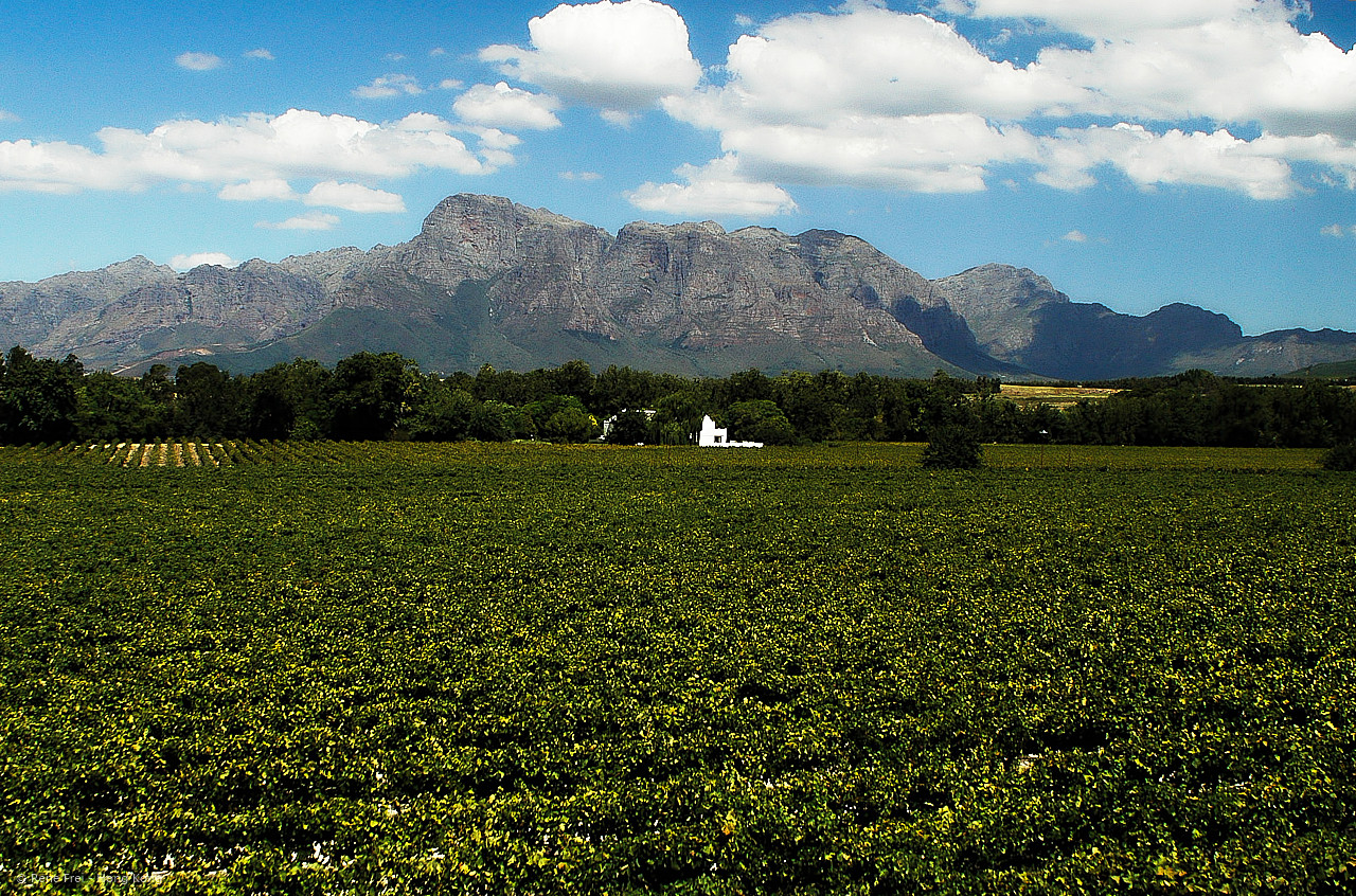 Stellenbosch - South Africa - 2008