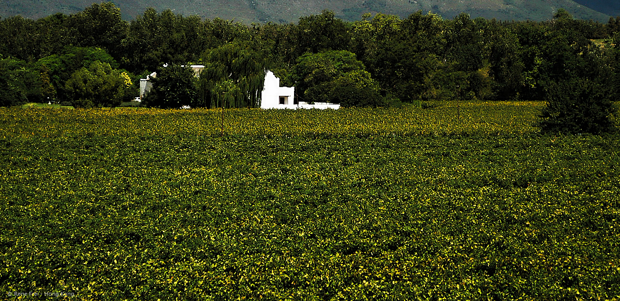 Stellenbosch - South Africa - 2008