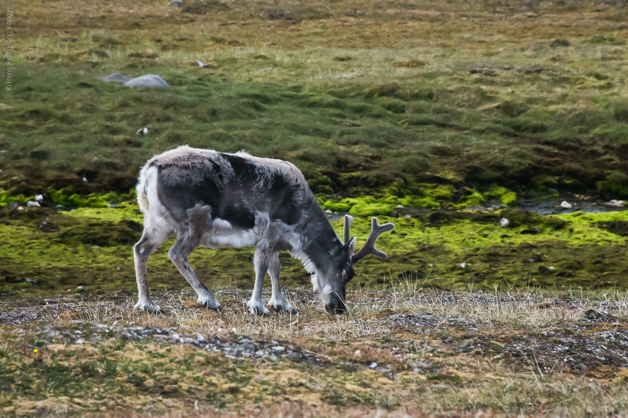 Svalbad - Norway - 2015