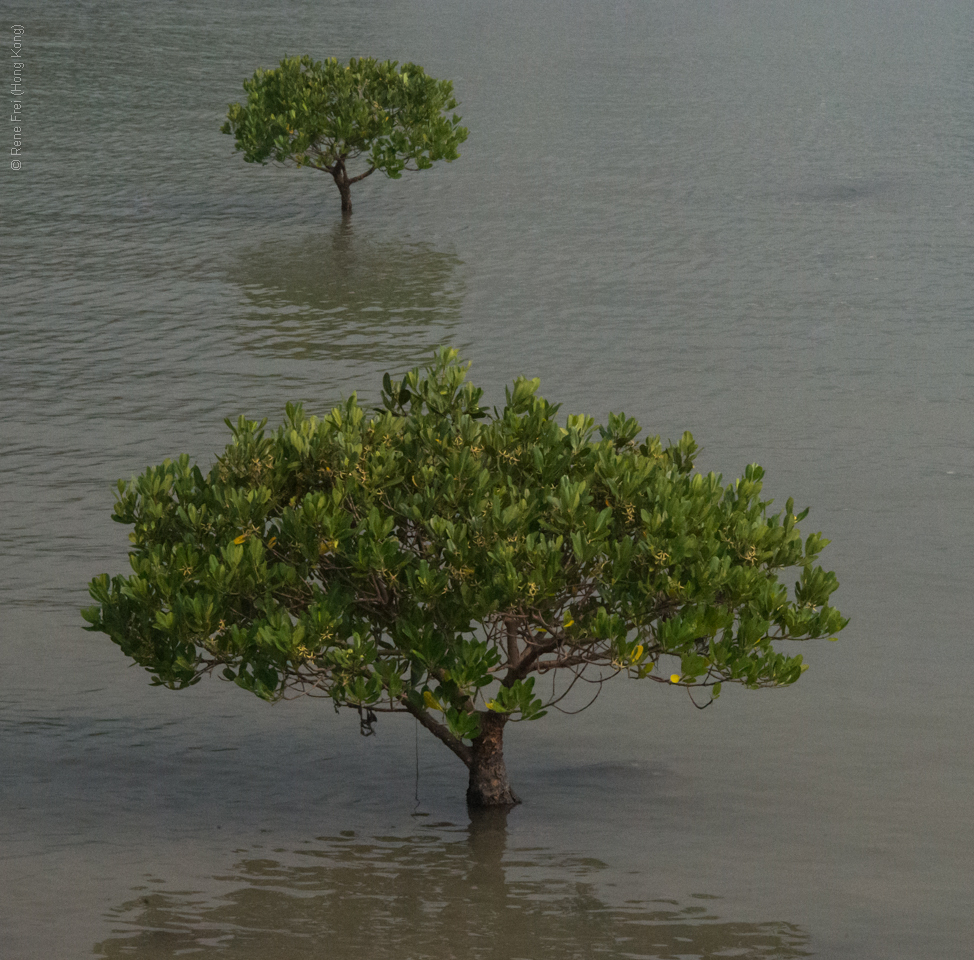 Tai O - Hong Kong - 2014