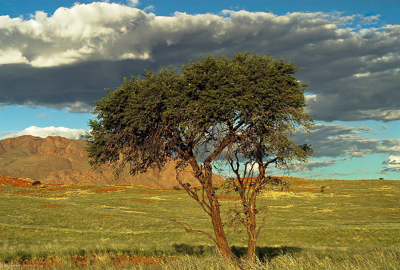 Wolwedans - Namibia - 2008