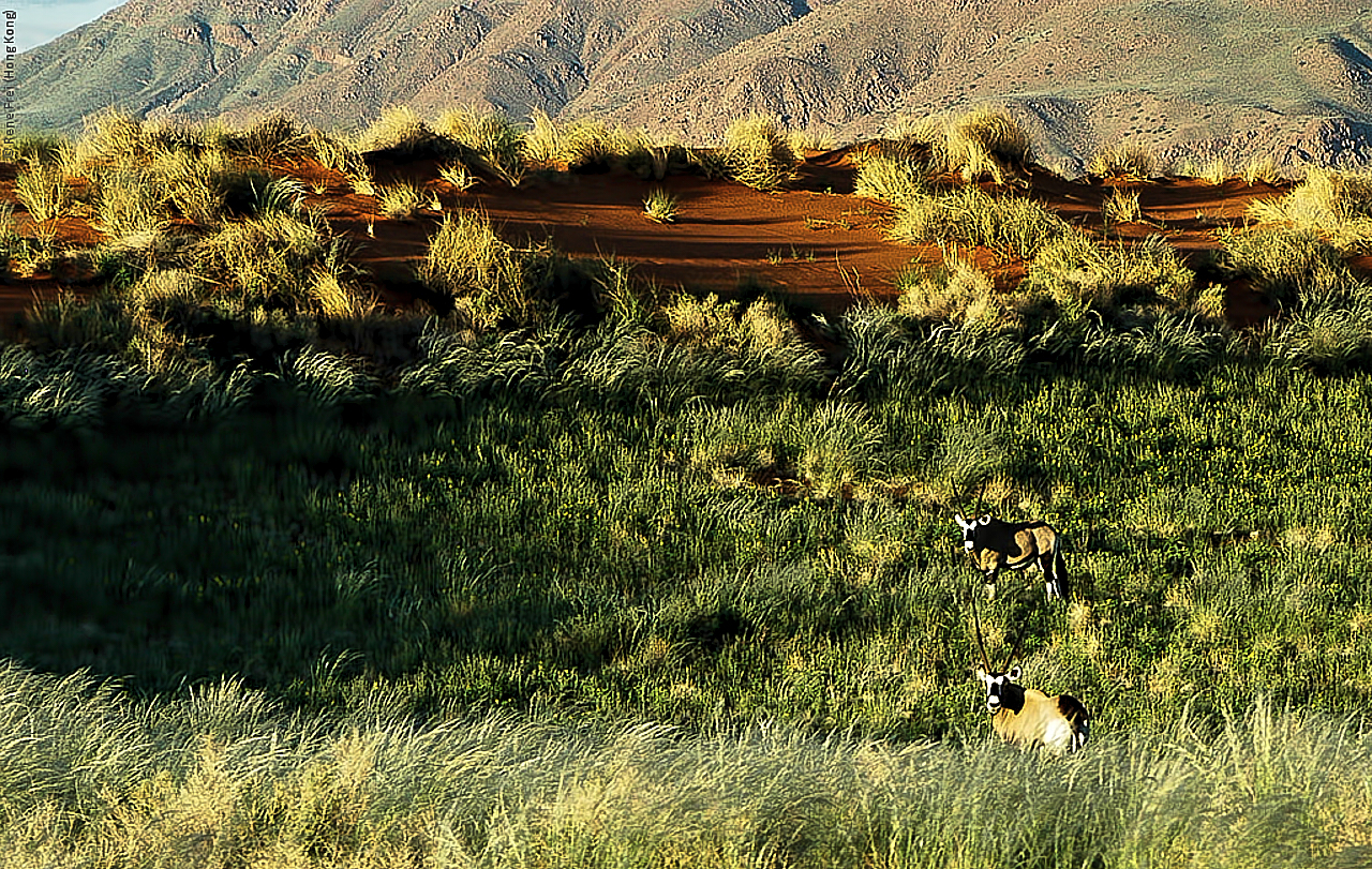 Wolwedans - Namibia - 2008