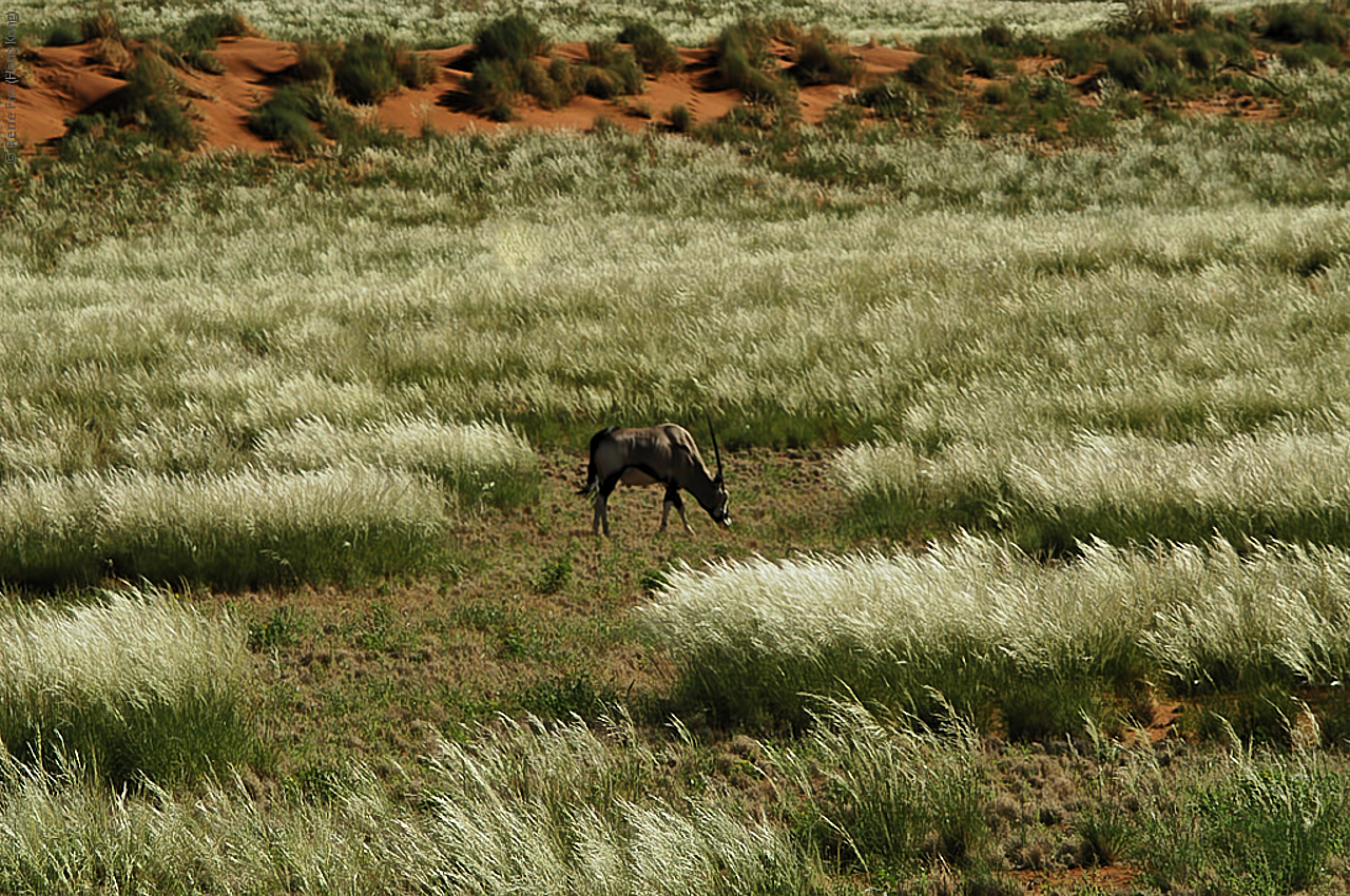 Wolwedans - Namibia - 2008