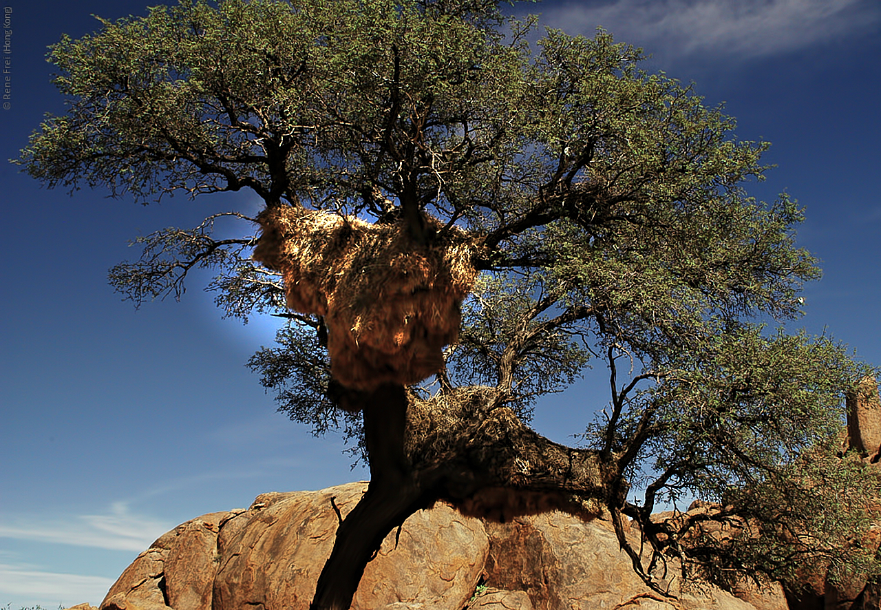 Wolwedans - Namibia - 2008