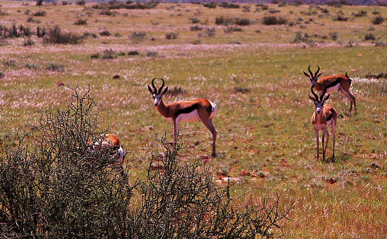 Wolwedans - Namibia - 2008