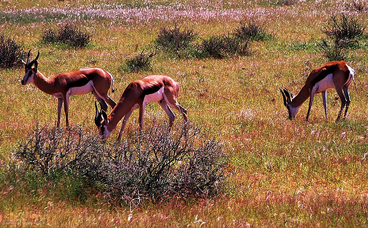 Wolwedans - Namibia - 2008