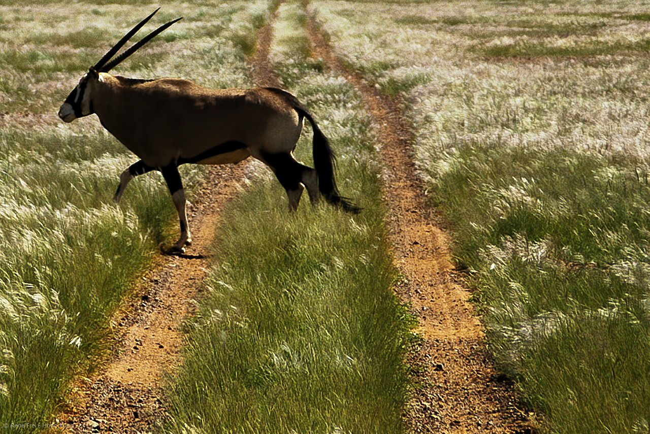 Wolwedans - Namibia - 2008