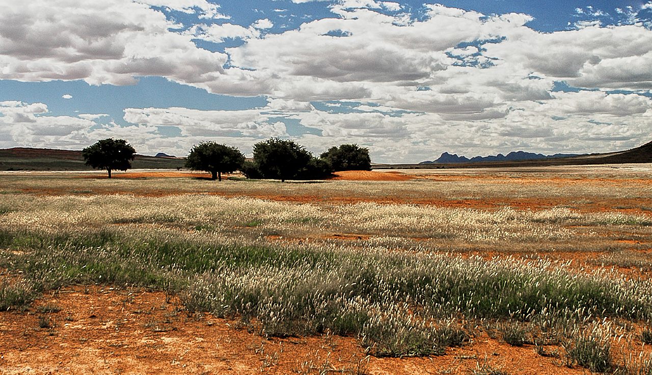 Wolwedans - Namibia - 2008