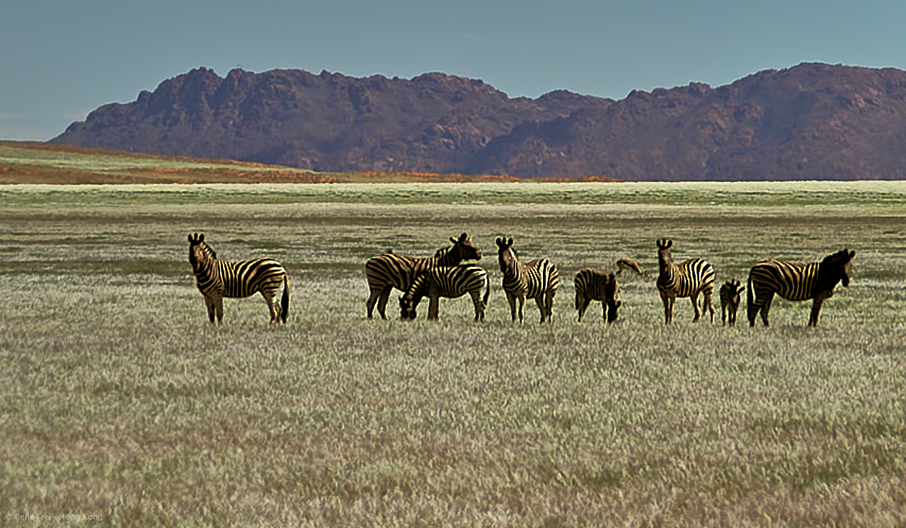 Wolwedans - Namibia - 2008